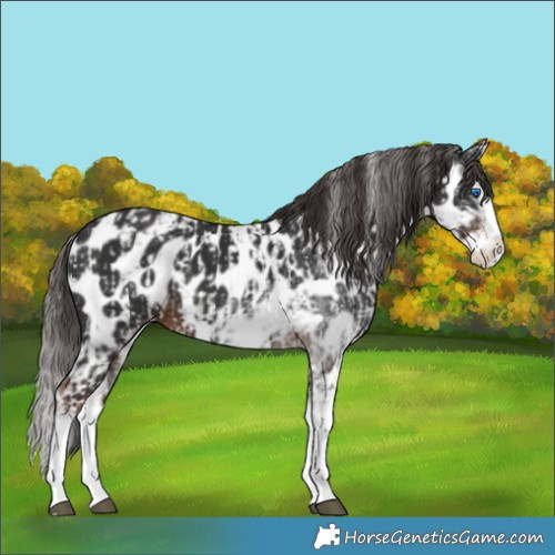 Horse Color:Liver Chestnut Sabino Splash Appaloosa  and Gray Liver Chestnut Sabino Splash Appaloosa 