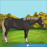 Horse Color:Liver Chestnut Tobiano 