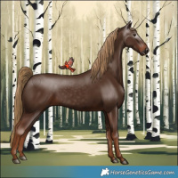 Horse Color:Gray Chestnut 