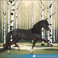 Horse Color:Liver Chestnut Tobiano