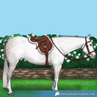 Horse Color:Gray Liver Red Dun Tobiano 