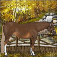 Horse Color:Chocolate Palomino Tobiano