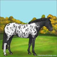 Horse Color:Black Near Leopard 
