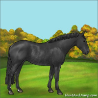 Horse Color:Black Rabicano 