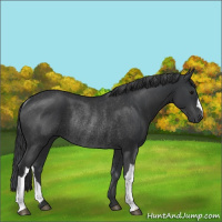 Horse Color:Black Rabicano 