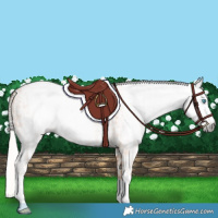 Horse Color:Gray Cremello Splash  and Gray White Spotted Cremello Splash 