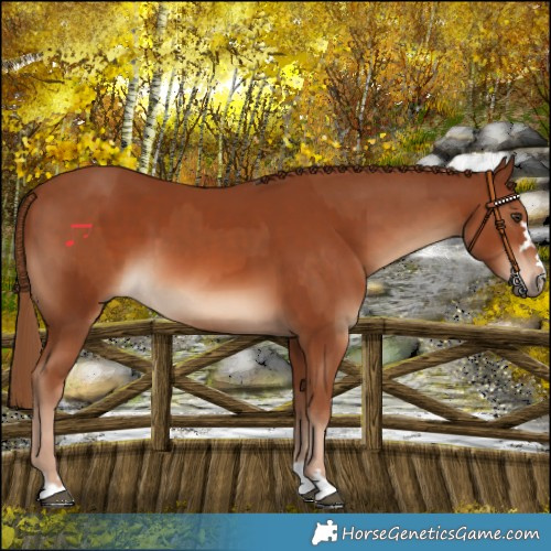 Horse Color:Chestnut  and Chestnut 