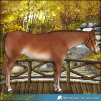 Horse Color:Chestnut and Chestnut