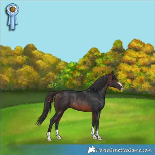 Horse Color:Bay Rabicano 