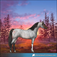Horse Color:Bay Roan Tobiano