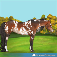 Horse Color:Chestnut Appaloosa  and Bay 