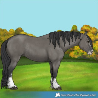 Horse Color:Grullo Sabino Rabicano