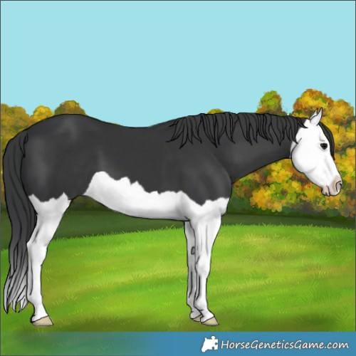 Horse Color:Black Splash 