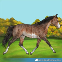 Horse Color:Bay  and Bay Dun 