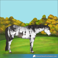 Horse Color:Smoky Black  and White Spotted Smoky Black 