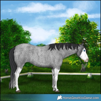 Horse Color:Blue Roan Splash 