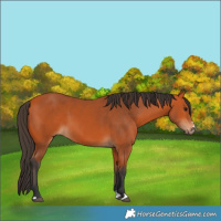 Horse Color:Bay 