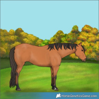 Horse Color:Bay 