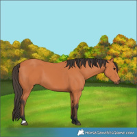 Horse Color:Bay 