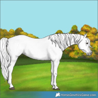 Horse Color:Gray Bay  and Gray Bay 