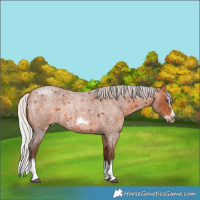 Horse Color:Silver Bay Roan Splash Frame Rabicano