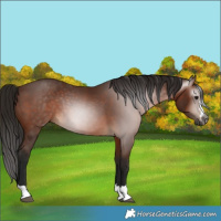 Horse Color:Gray Bay 