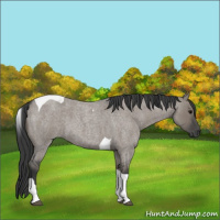 Horse Color:Grullo Roan Tobiano 