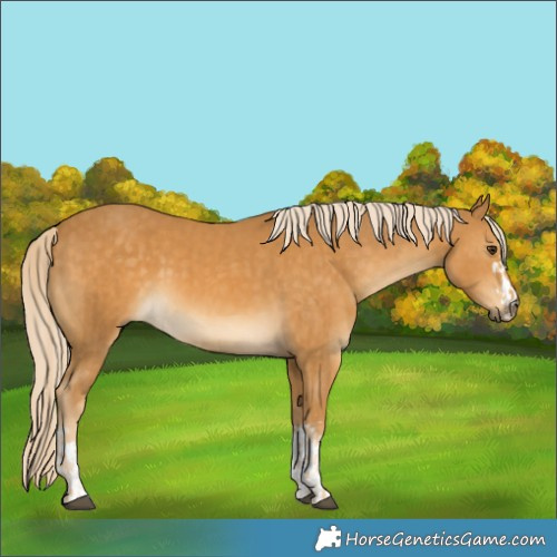 Horse Color:Palomino  and Palomino 