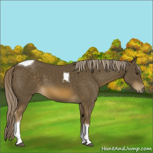 Horse Color:Chocolate Palomino Tobiano 