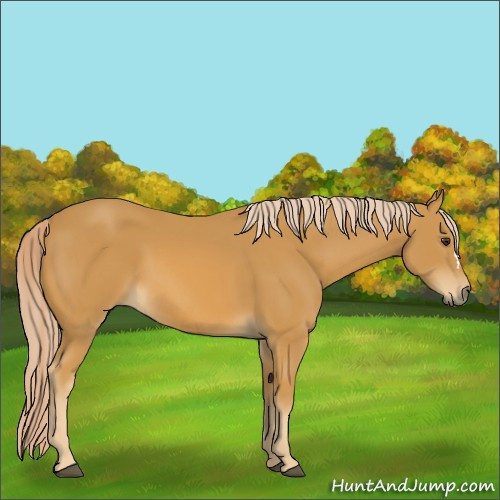 Horse Color:Palomino 