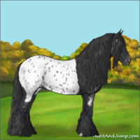 Horse Color:Black Appaloosa 