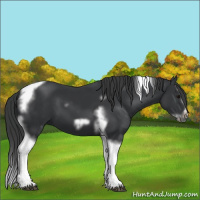 Horse Color:Black Splash Tobiano Frame