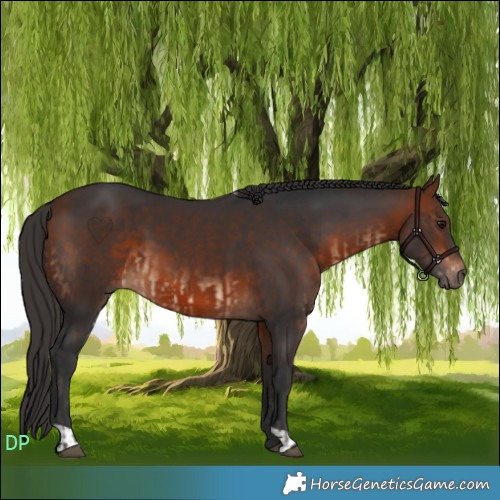 Horse Color:Bay  and Bay 