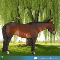 Horse Color:Bay  and Bay 