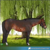 Horse Color:Bay and Bay
