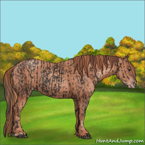 Horse Color:Liver Chestnut  and Gold Champagne 