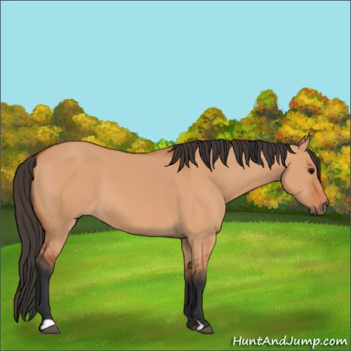 Horse Color:Bay Dun 