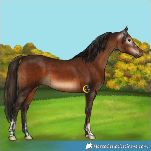 Horse Color:Gray Chestnut  and Gray Bay 