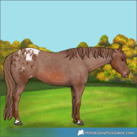 Horse Color:Chestnut Appaloosa