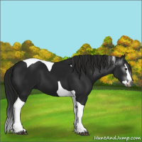 Horse Color:Gray Black Splash Tobiano 