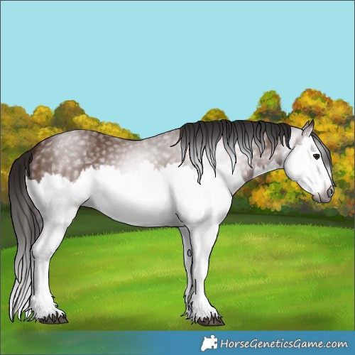 Horse Color:Gray Bay Splash