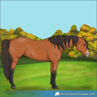 Horse Color:Bay Frame 