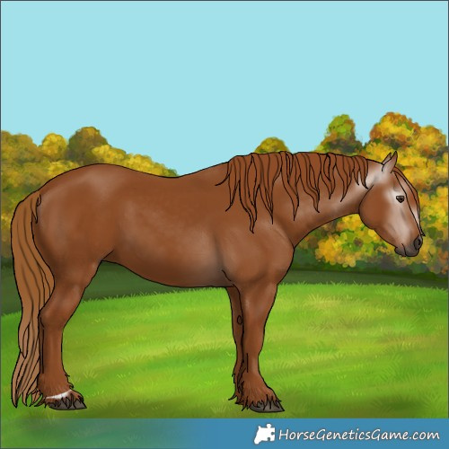 Horse Color:Gray Chestnut 