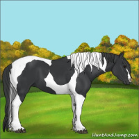 Horse Color:Black Tobiano 