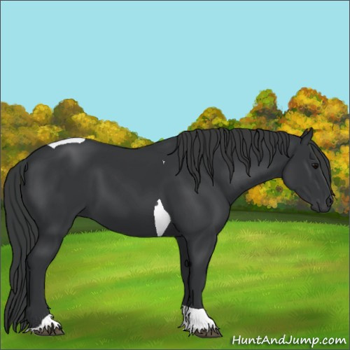 Horse Color:Black Tobiano 