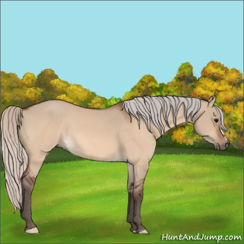 Horse Color:Silver Bay Dun 