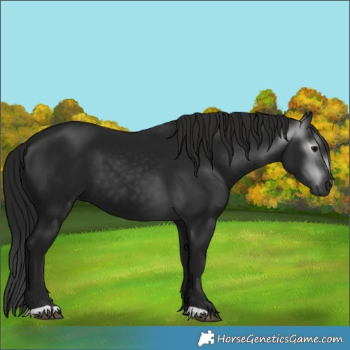 Horse Color:Gray Black