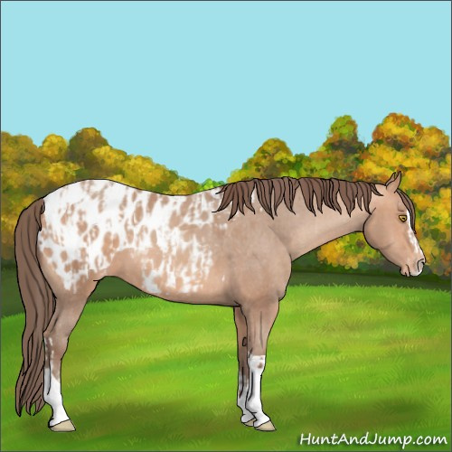 Horse Color:Amber Champagne Sabino Tobiano Appaloosa  and Amber Champagne Sabino Splash Tobiano Appaloosa 