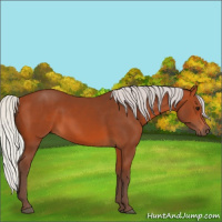 Horse Color:Silver Bay 