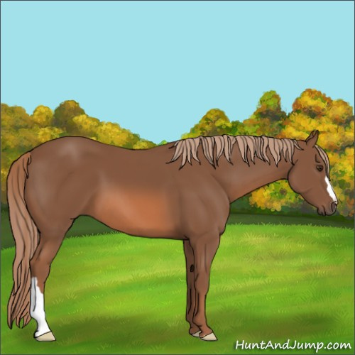 Horse Color:Chestnut 